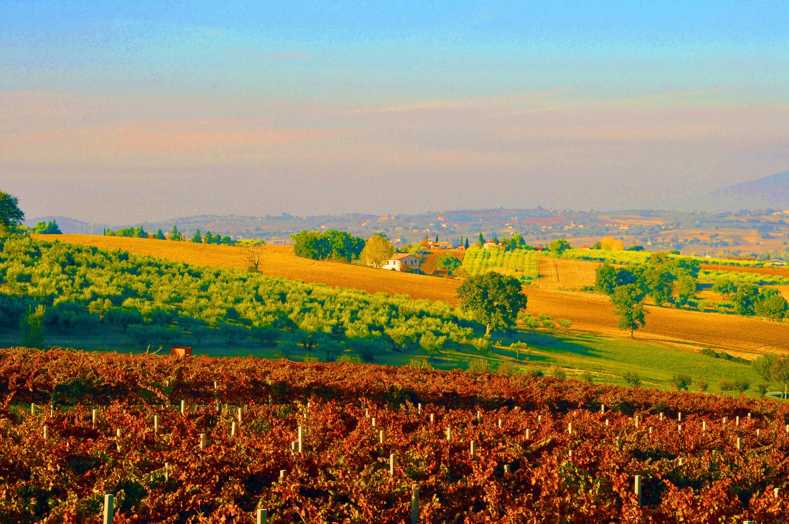 viva il Sagrantino
